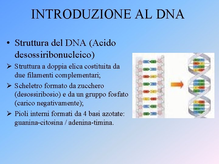 INTRODUZIONE AL DNA • Struttura del DNA (Acido desossiribonucleico) Ø Struttura a doppia elica