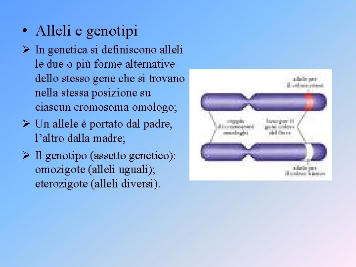  • Alleli e genotipi Ø In genetica si definiscono alleli le due o