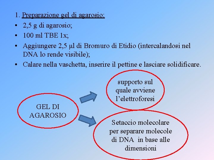 1. Preparazione gel di agarosio: • 2, 5 g di agarosio; • 100 ml