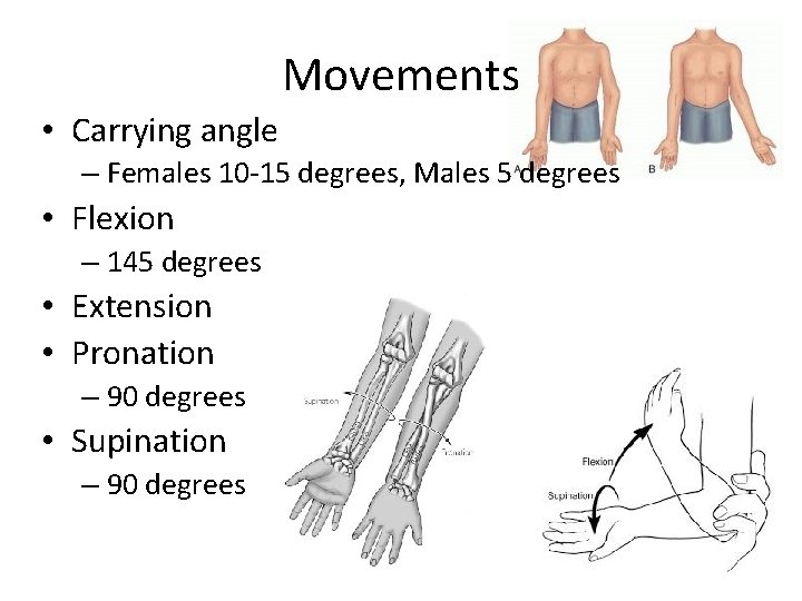 Movements • Carrying angle – Females 10 -15 degrees, Males 5 degrees • Flexion