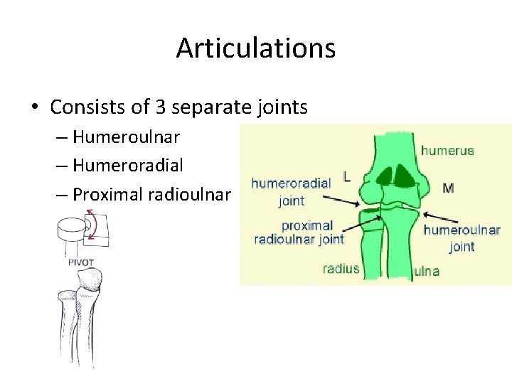 Articulations • Consists of 3 separate joints – Humeroulnar – Humeroradial – Proximal radioulnar