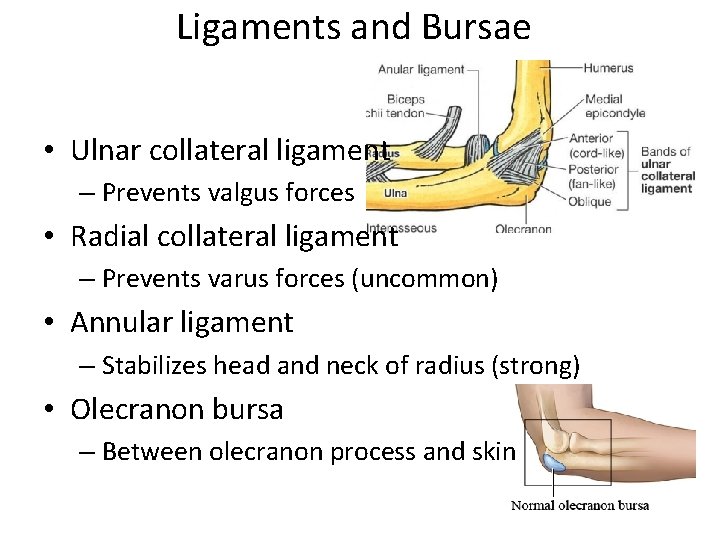 Ligaments and Bursae • Ulnar collateral ligament – Prevents valgus forces • Radial collateral