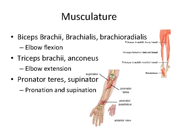 Musculature • Biceps Brachii, Brachialis, brachioradialis – Elbow flexion • Triceps brachii, anconeus –