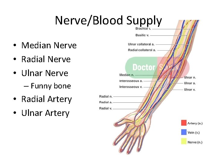 Nerve/Blood Supply • Median Nerve • Radial Nerve • Ulnar Nerve – Funny bone