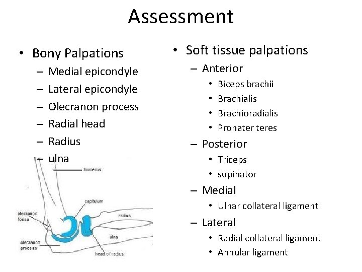 Assessment • Bony Palpations – – – Medial epicondyle Lateral epicondyle Olecranon process Radial