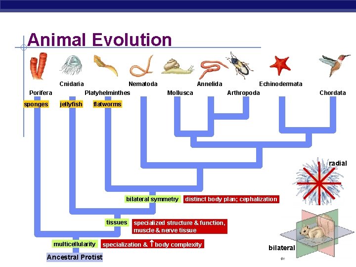 Animal Evolution Cnidaria Porifera sponges jellyfish Nematoda Platyhelminthes Annelida Mollusca Echinodermata Arthropoda Chordata flatworms