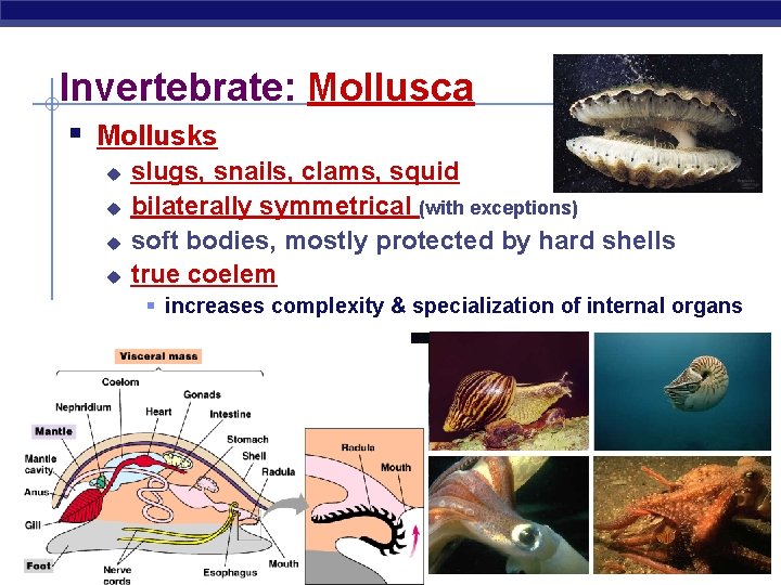 Invertebrate: Mollusca § Mollusks u u slugs, snails, clams, squid bilaterally symmetrical (with exceptions)