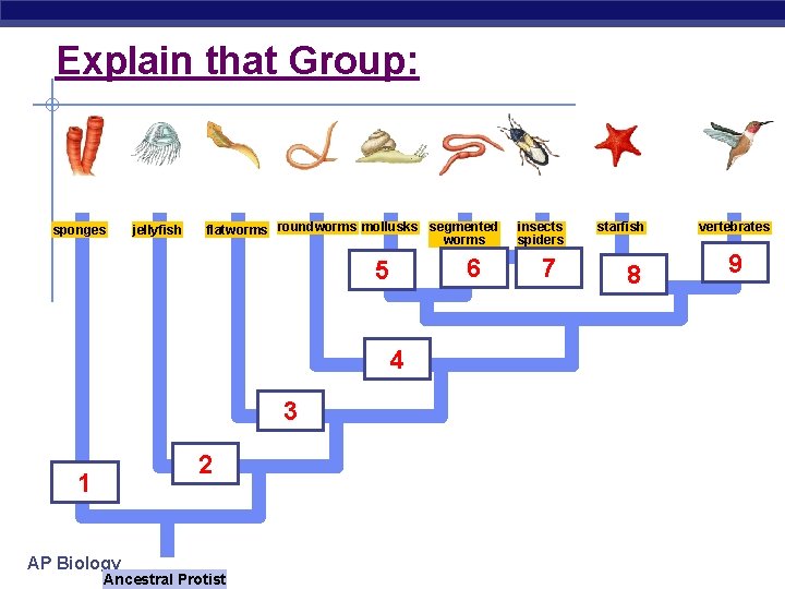 Explain that Group: sponges jellyfish flatworms roundworms mollusks segmented worms 6 5 4 3