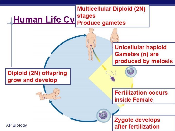 Human Life Multicellular Diploid (2 N) stages Cycle Example: Produce gametes Unicellular haploid Gametes