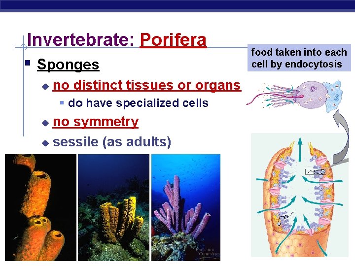 Invertebrate: Porifera § Sponges u no distinct tissues or organs § do have specialized