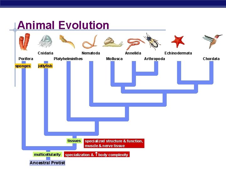 Animal Evolution Cnidaria Porifera sponges Nematoda Platyhelminthes Annelida Mollusca jellyfish tissues multicellularity AP Biology