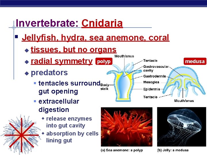 Invertebrate: Cnidaria § Jellyfish, hydra, sea anemone, coral tissues, but no organs u radial
