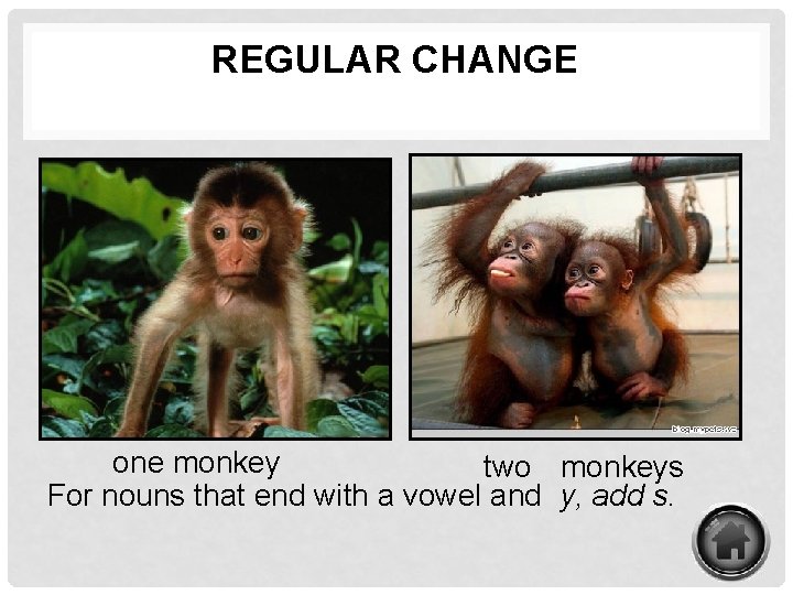 REGULAR CHANGE one monkey two monkeys For nouns that end with a vowel and