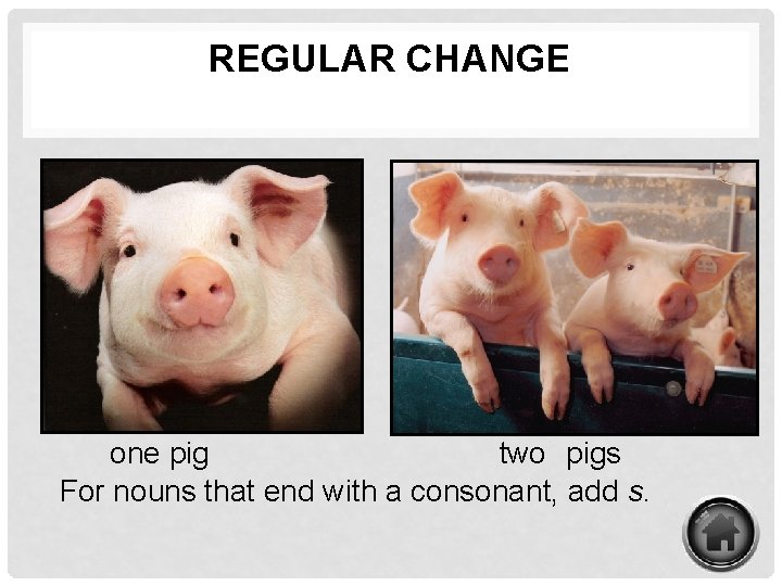 REGULAR CHANGE one pig two pigs For nouns that end with a consonant, add