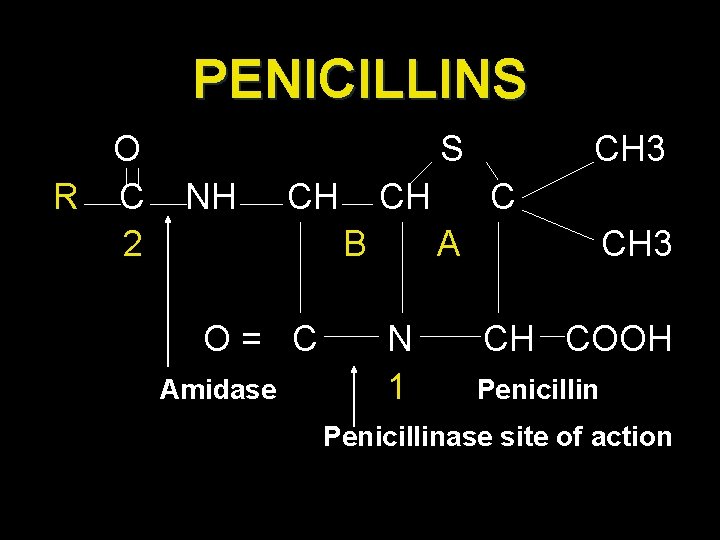 PENICILLINS O R C 2 S NH CH CH B O= C Amidase CH