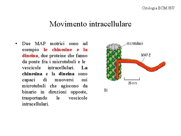 Citologia BCM /BU Movimento intracellulare • Due MAP motrici sono ad esempio le chinesine