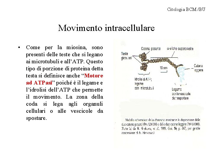 Citologia BCM /BU Movimento intracellulare • Come per la miosina, sono presenti delle teste