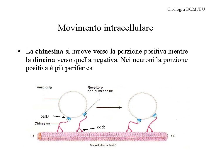 Citologia BCM /BU Movimento intracellulare • La chinesina si muove verso la porzione positiva