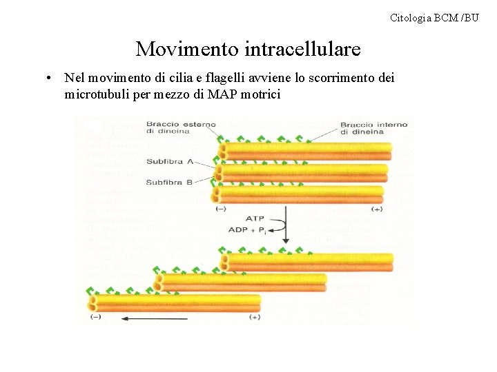 Citologia BCM /BU Movimento intracellulare • Nel movimento di cilia e flagelli avviene lo