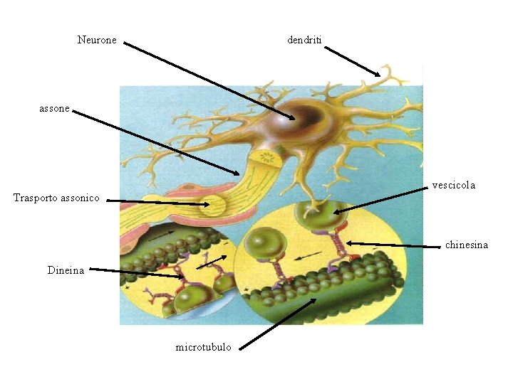 Neurone dendriti assone vescicola Trasporto assonico chinesina Dineina microtubulo 