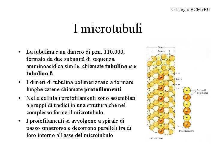 Citologia BCM /BU I microtubuli • La tubulina è un dimero di p. m.