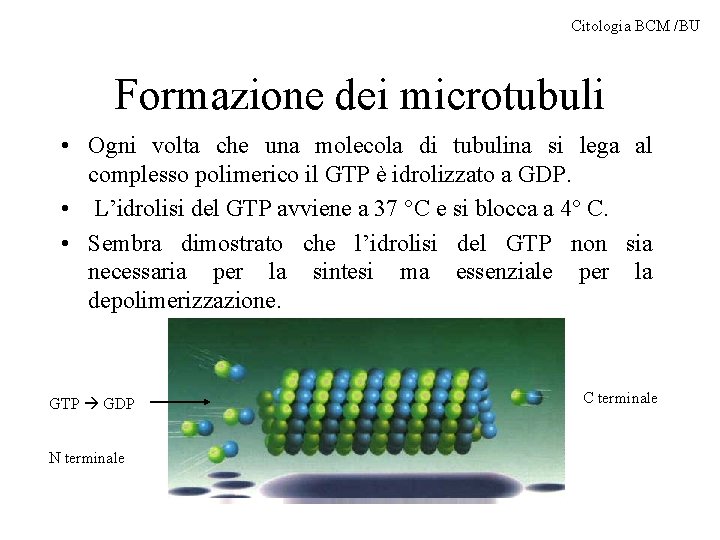 Citologia BCM /BU Formazione dei microtubuli • Ogni volta che una molecola di tubulina