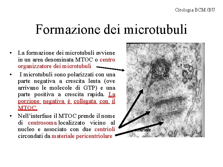 Citologia BCM /BU Formazione dei microtubuli • La formazione dei microtubuli avviene in un