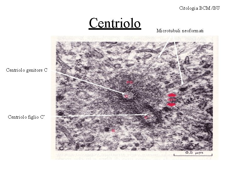 Citologia BCM /BU Centriolo genitore C Centriolo figlio C’ Microtubuli neoformati 