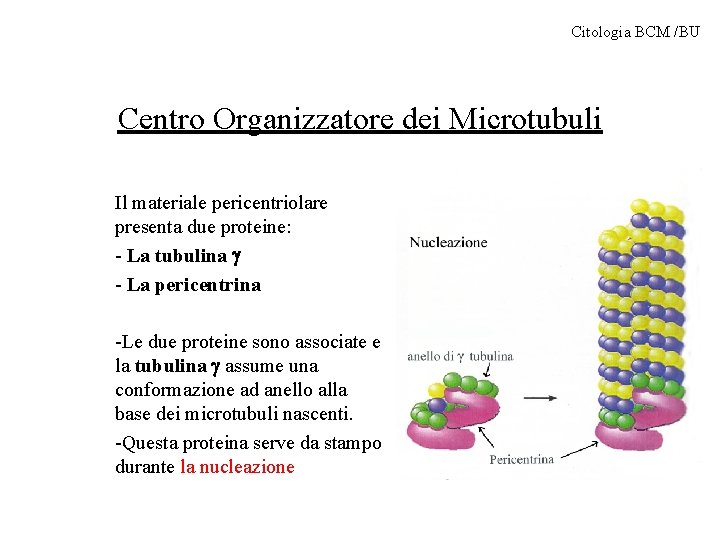 Citologia BCM /BU Centro Organizzatore dei Microtubuli Il materiale pericentriolare presenta due proteine: -