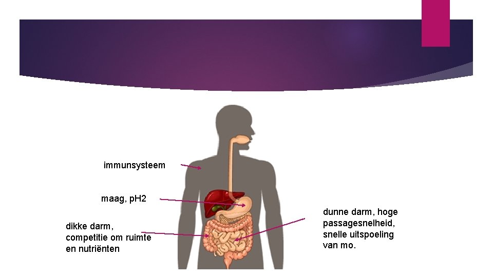 immunsysteem maag, p. H 2 dikke darm, competitie om ruimte en nutriënten dunne darm,