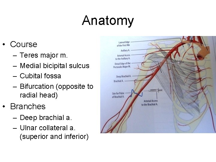 Anatomy • Course – – Teres major m. Medial bicipital sulcus Cubital fossa Bifurcation