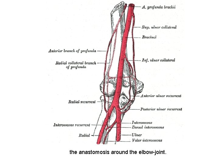 the anastomosis around the elbow-joint. 