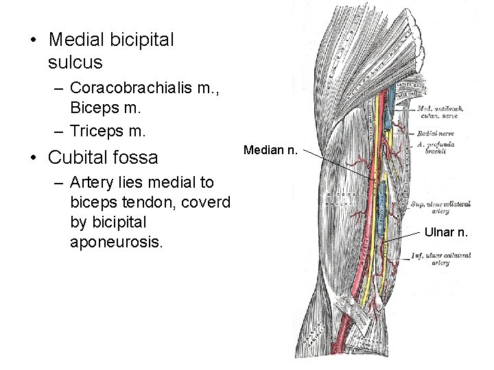  • Medial bicipital sulcus – Coracobrachialis m. , Biceps m. – Triceps m.