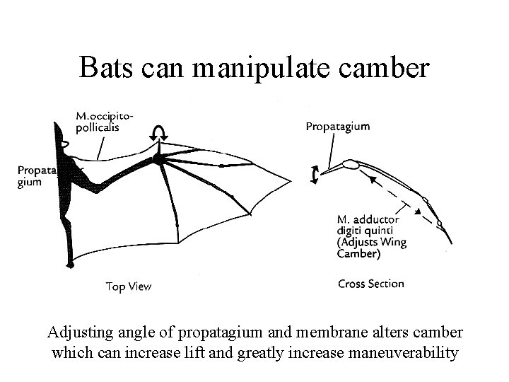 Bats can manipulate camber Adjusting angle of propatagium and membrane alters camber which can