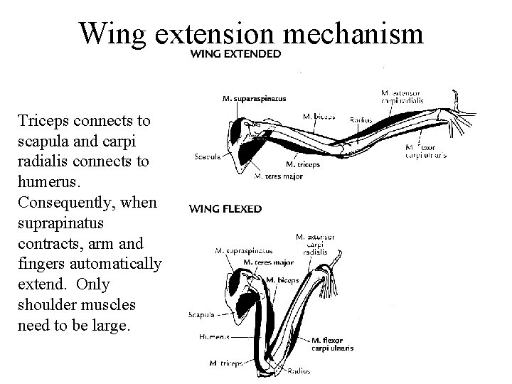 Wing extension mechanism Triceps connects to scapula and carpi radialis connects to humerus. Consequently,
