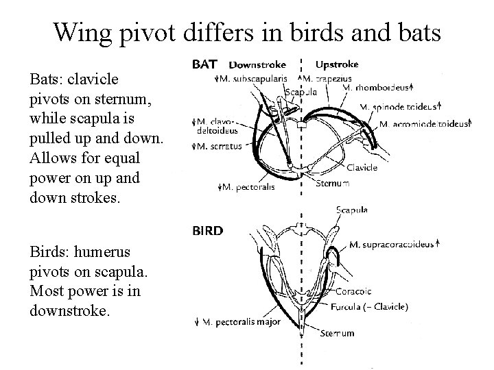 Wing pivot differs in birds and bats Bats: clavicle pivots on sternum, while scapula