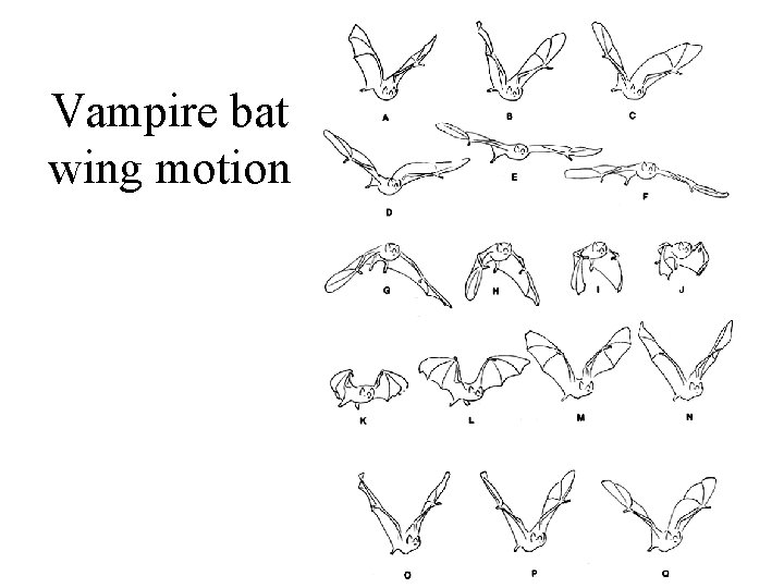 Vampire bat wing motion 