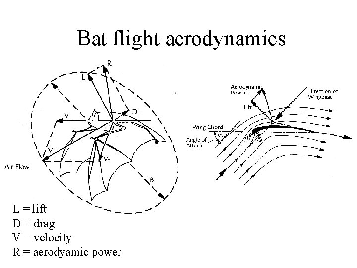 Bat flight aerodynamics L = lift D = drag V = velocity R =