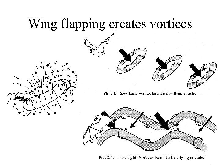 Wing flapping creates vortices 