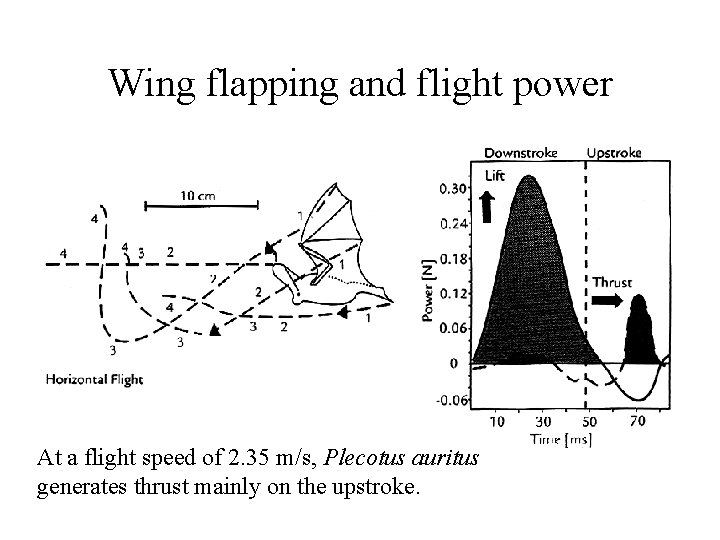 Wing flapping and flight power At a flight speed of 2. 35 m/s, Plecotus