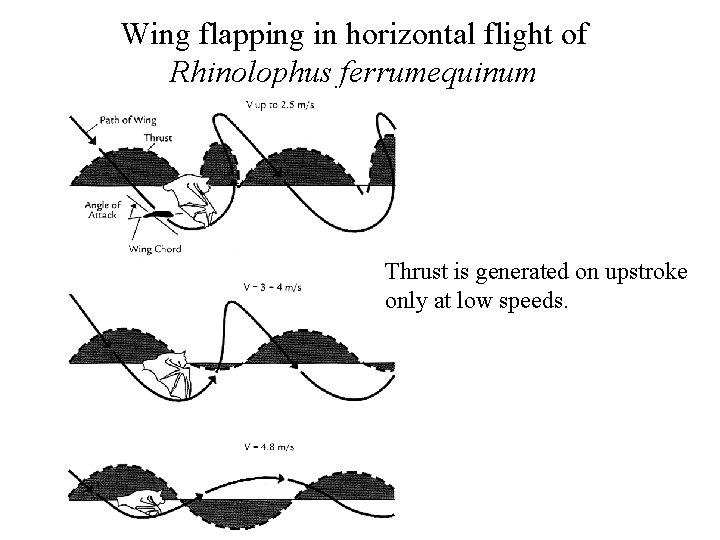 Wing flapping in horizontal flight of Rhinolophus ferrumequinum Thrust is generated on upstroke only