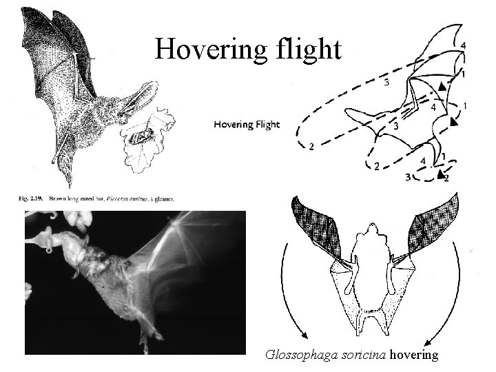 Hovering flight Glossophaga soricina hovering 