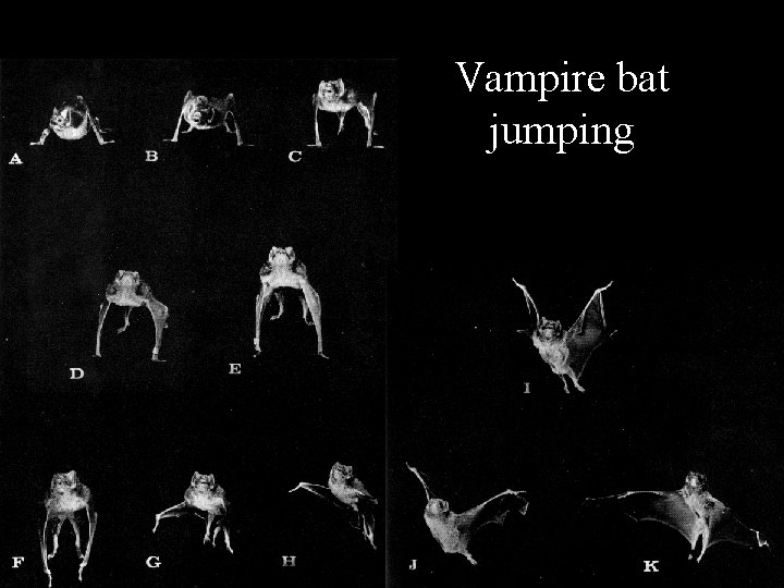 Vampire bat jumping 