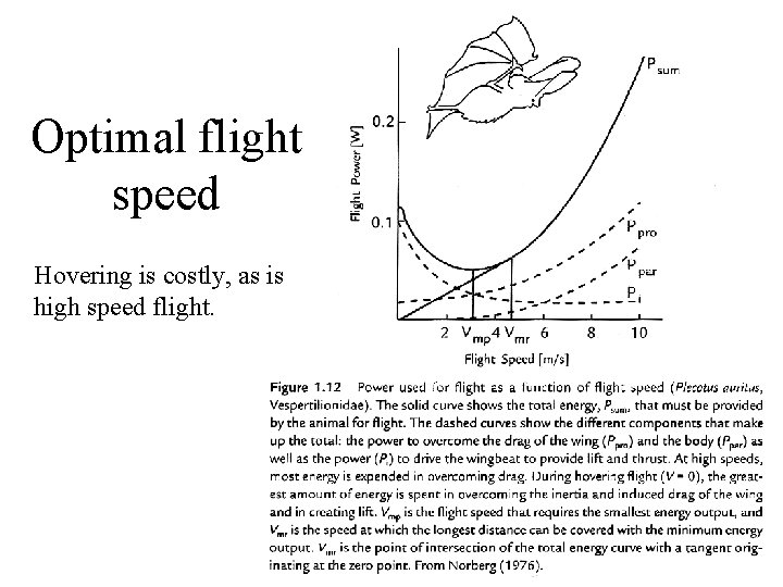 Optimal flight speed Hovering is costly, as is high speed flight. 