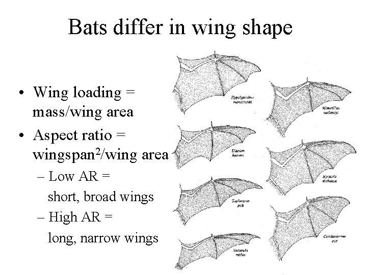 Bats differ in wing shape • Wing loading = mass/wing area • Aspect ratio