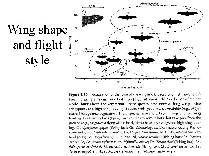 Wing shape and flight style 