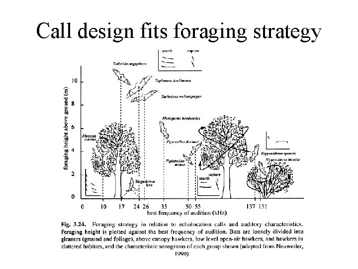 Call design fits foraging strategy 