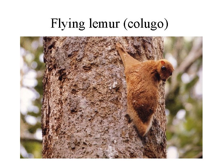 Flying lemur (colugo) 