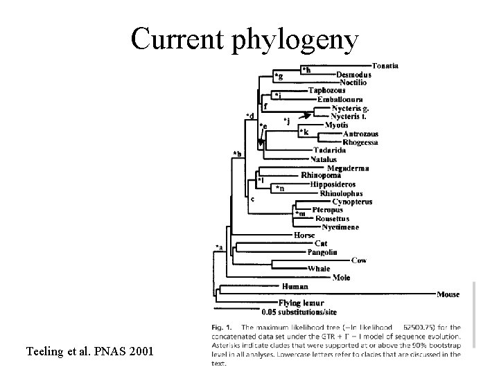 Current phylogeny Teeling et al. PNAS 2001 