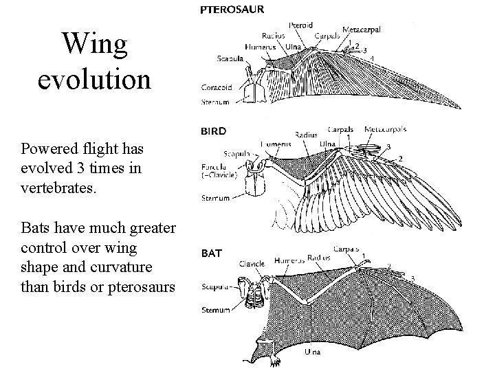 Wing evolution Powered flight has evolved 3 times in vertebrates. Bats have much greater